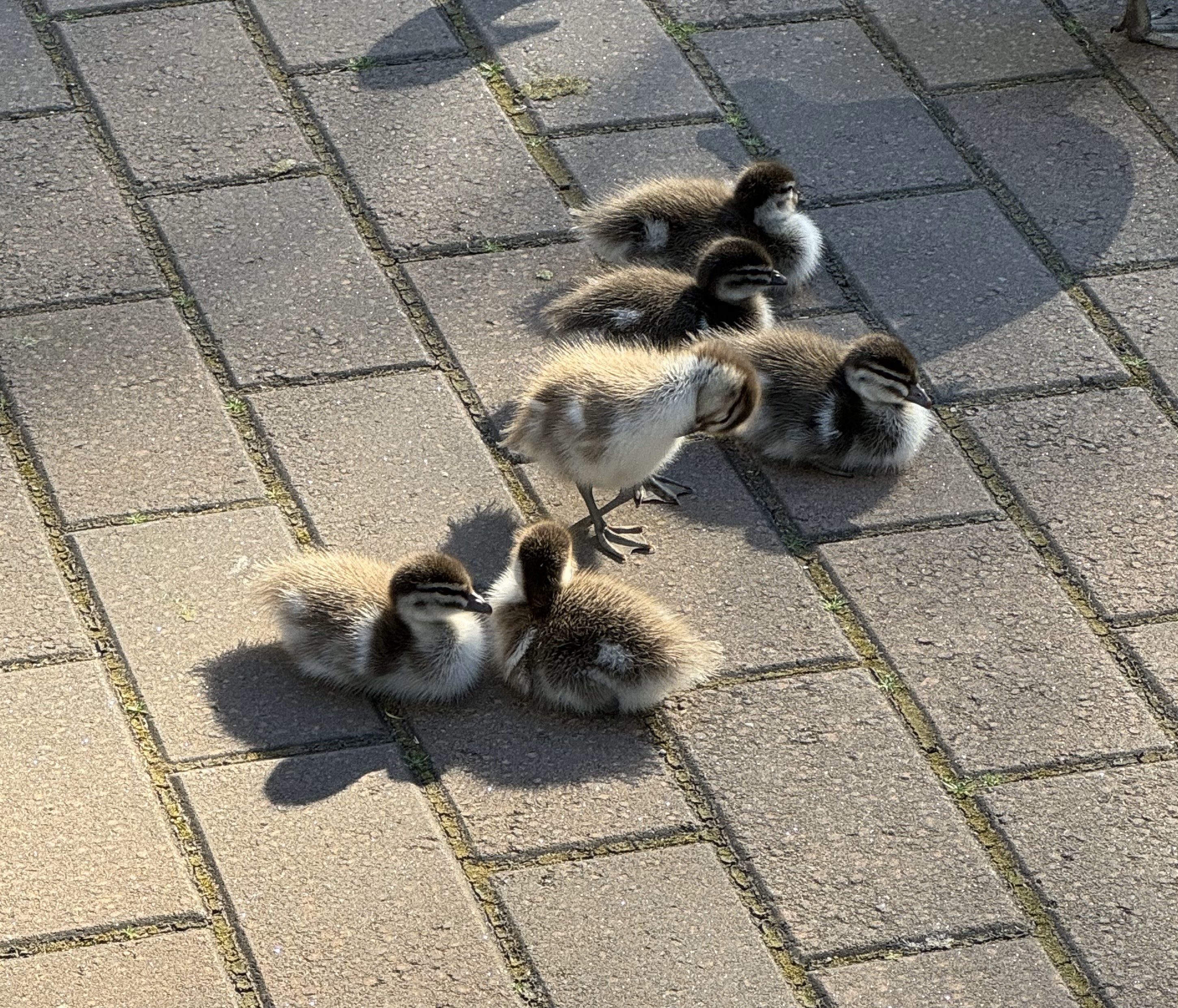 Ducklings at school.