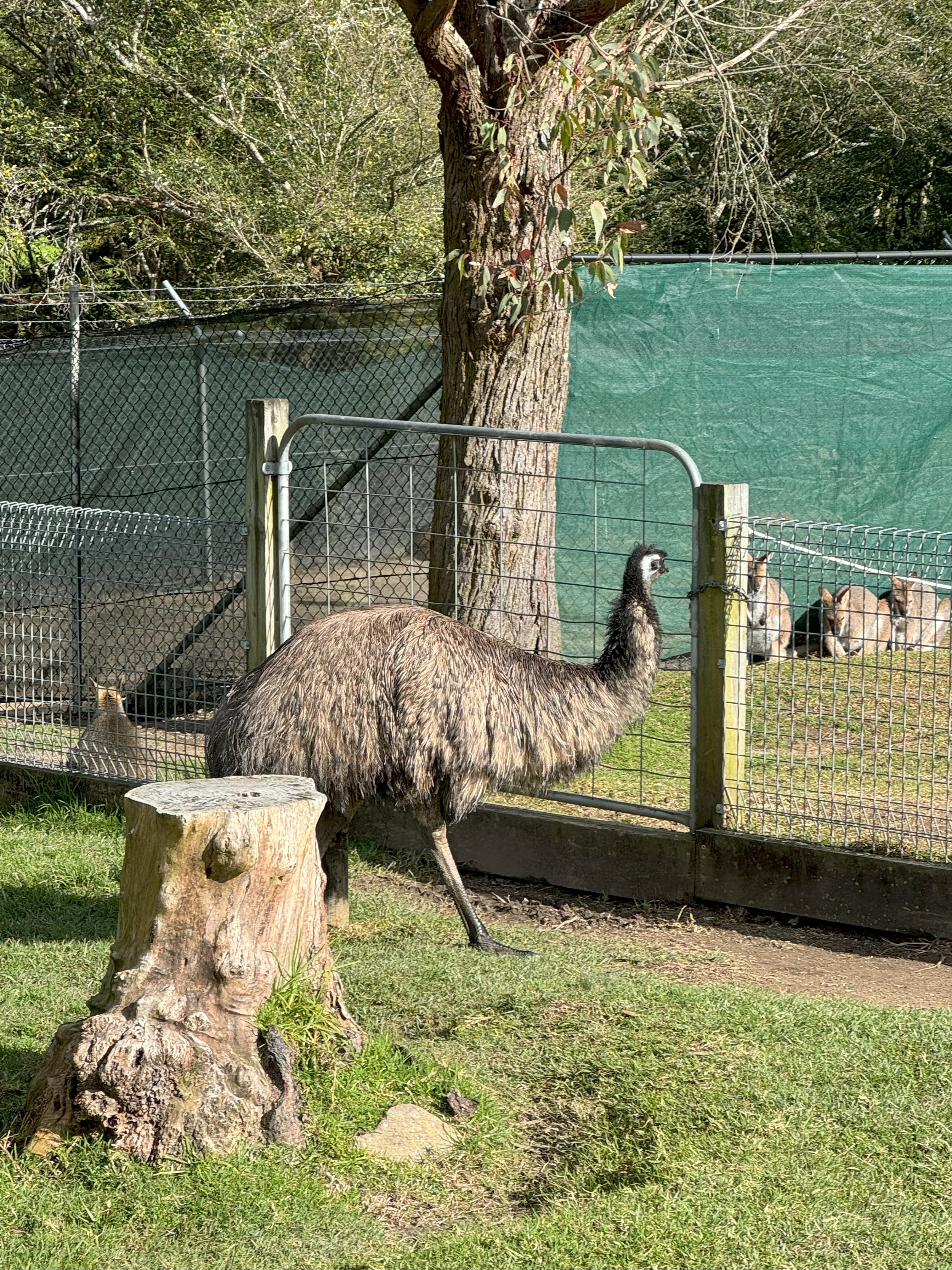 An emu.
