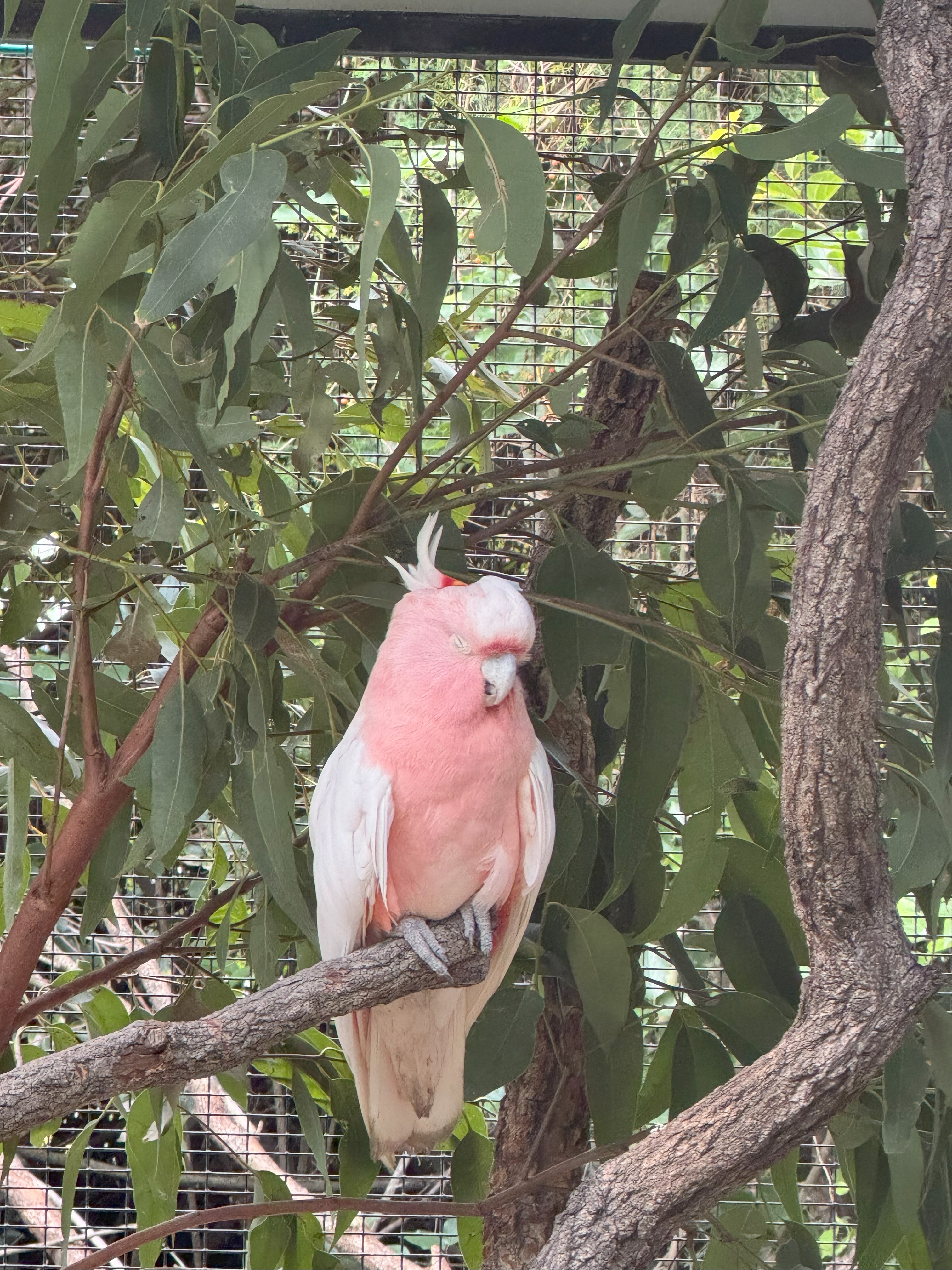 Pink Galah sleeping.