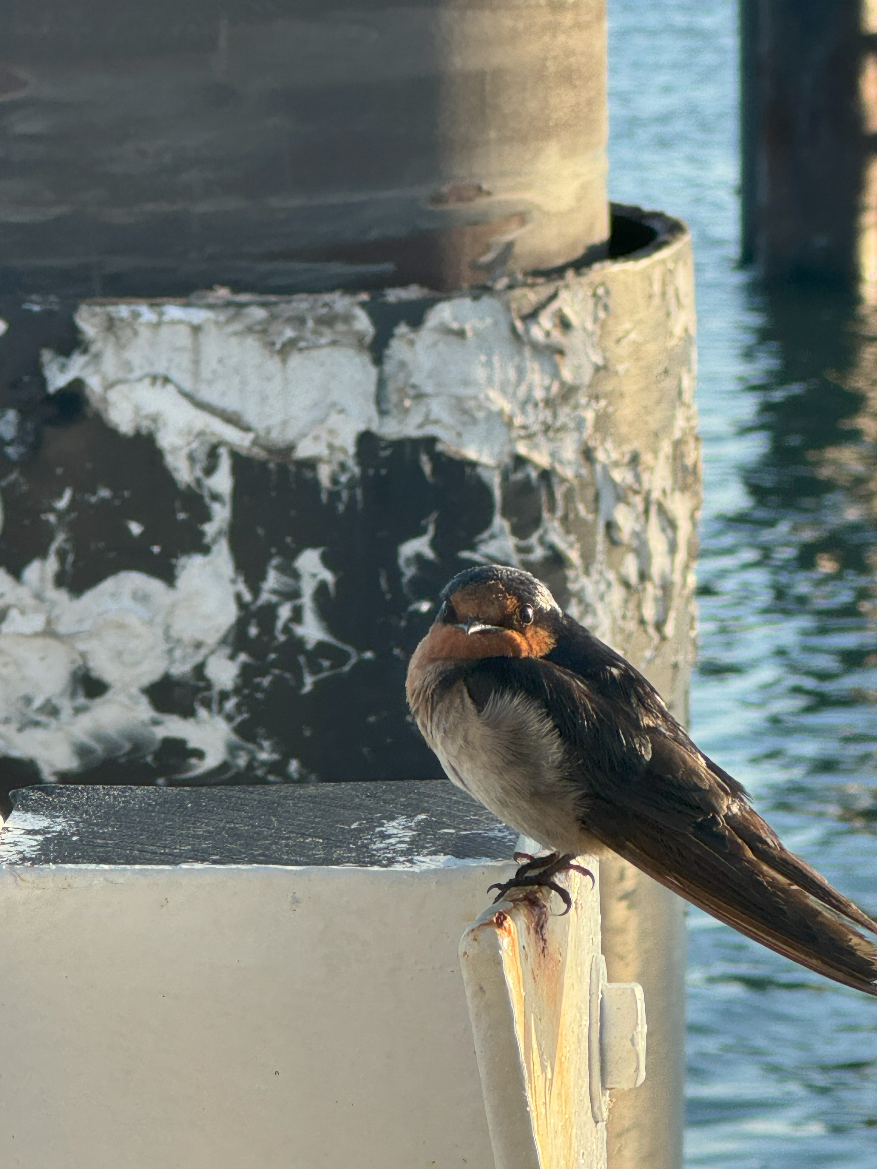 Small bird at North Stradbroke.